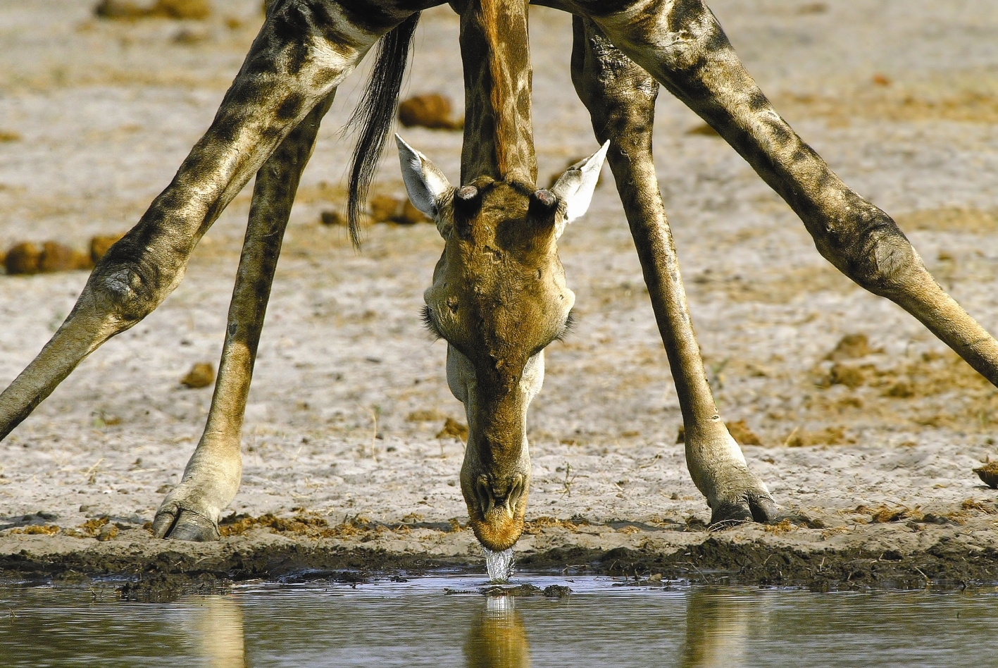 Refreshment (Giraffe)